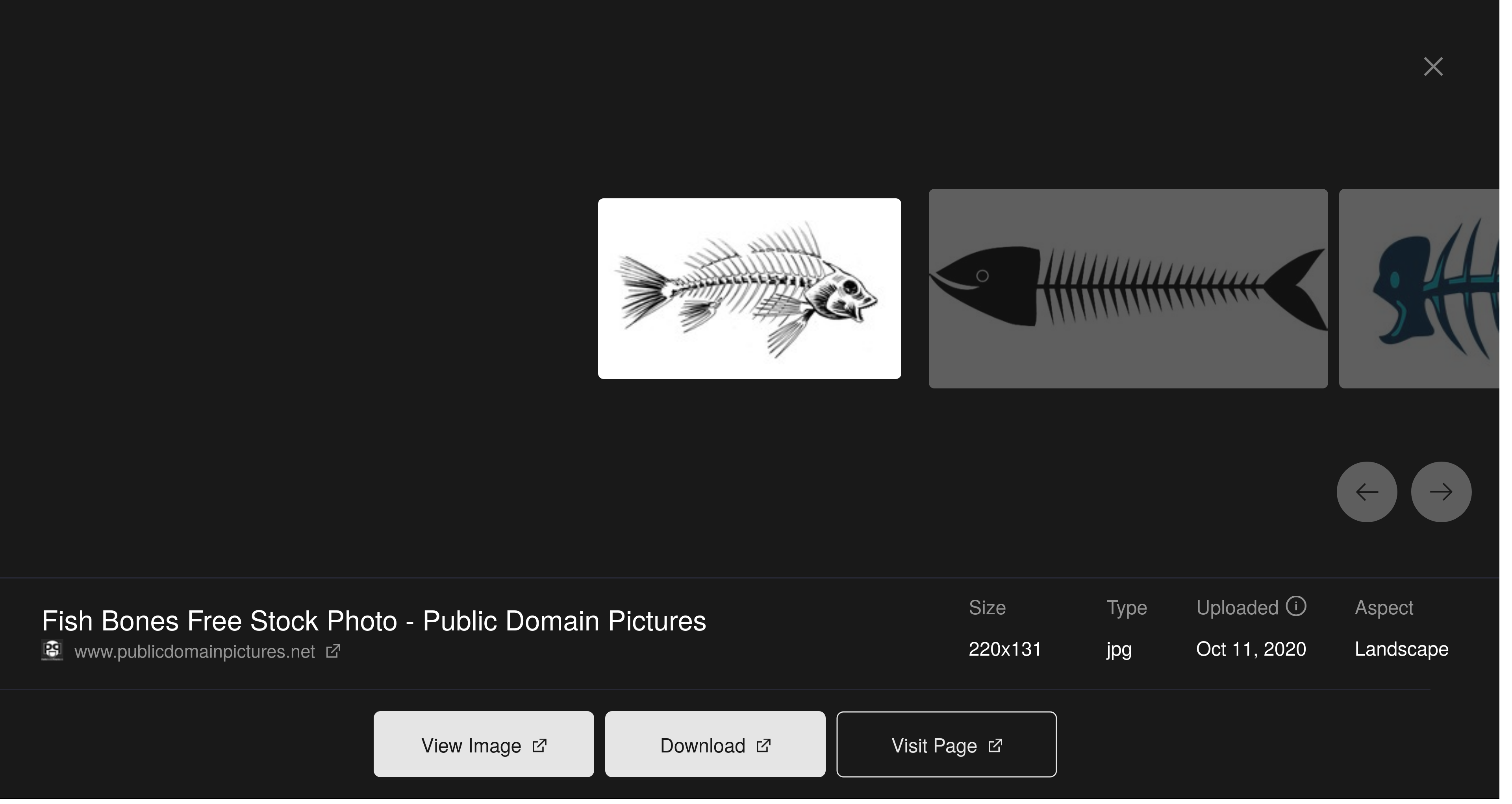 Fish Skeleton Free Stock Photo - Public Domain Pictures